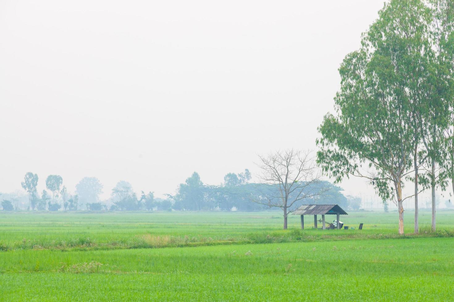 Cottage in the middle of the rice field photo