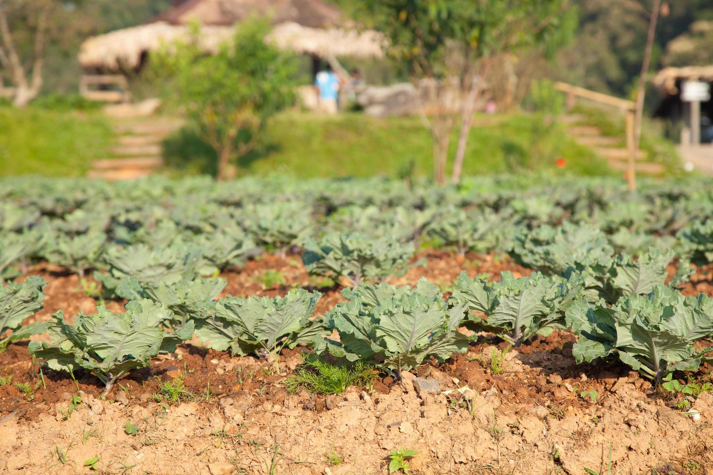 Vegetables on the vegetable field photo