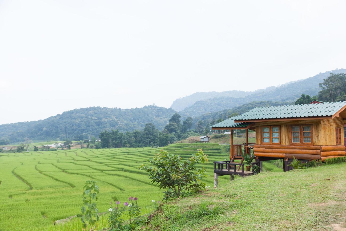 campo de arroz en tailandia foto