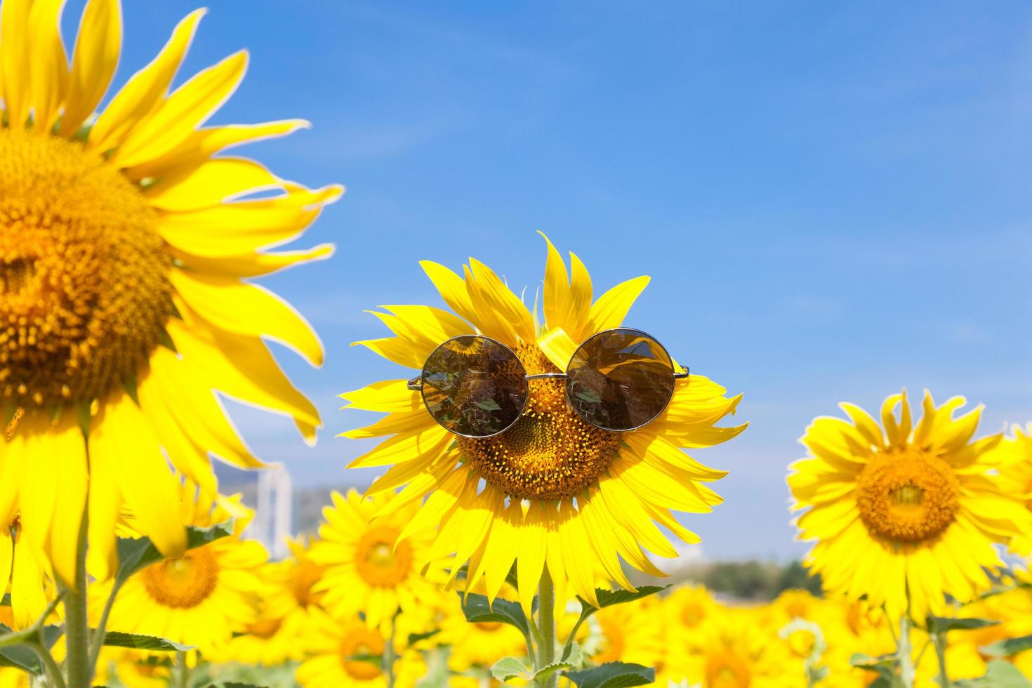 Sunflower with sunglasses photo