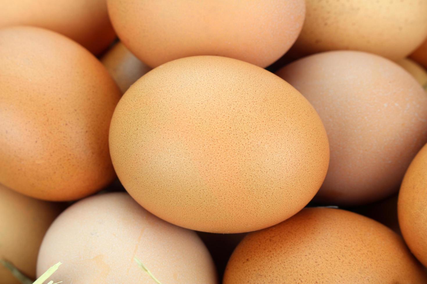 Brown chicken eggs photo