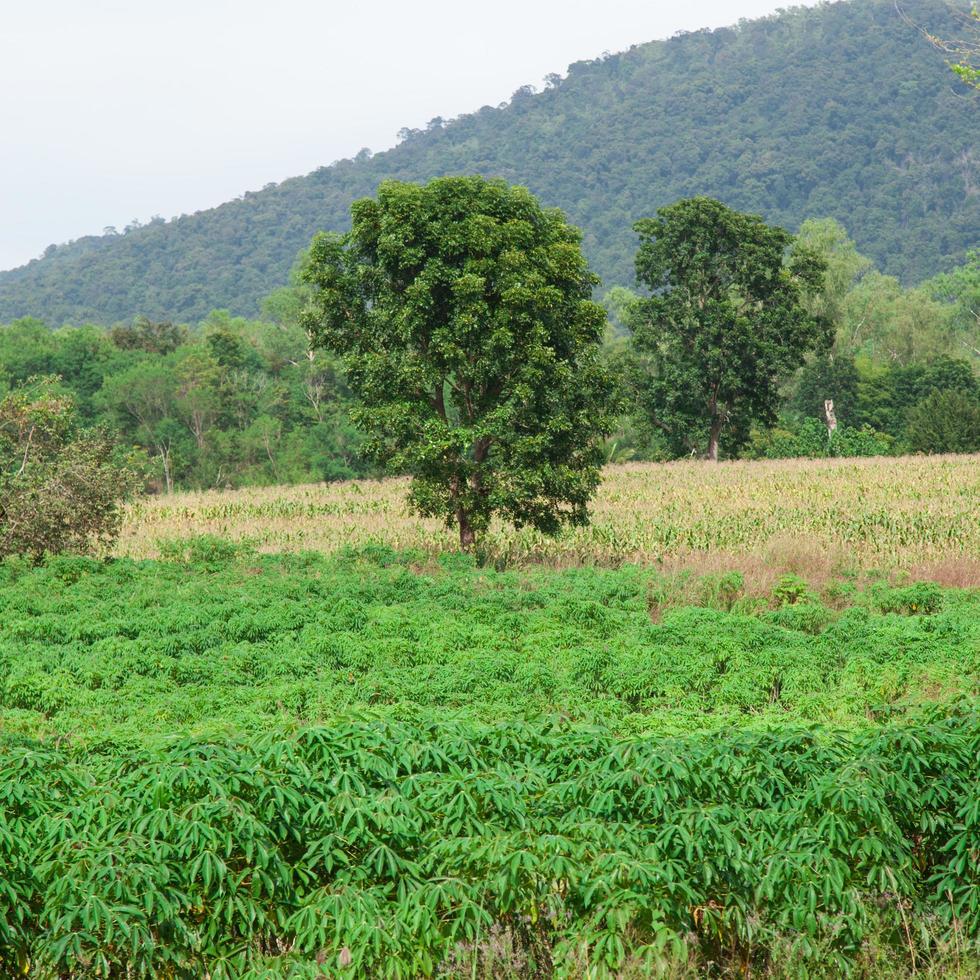 Cassava growing areas photo