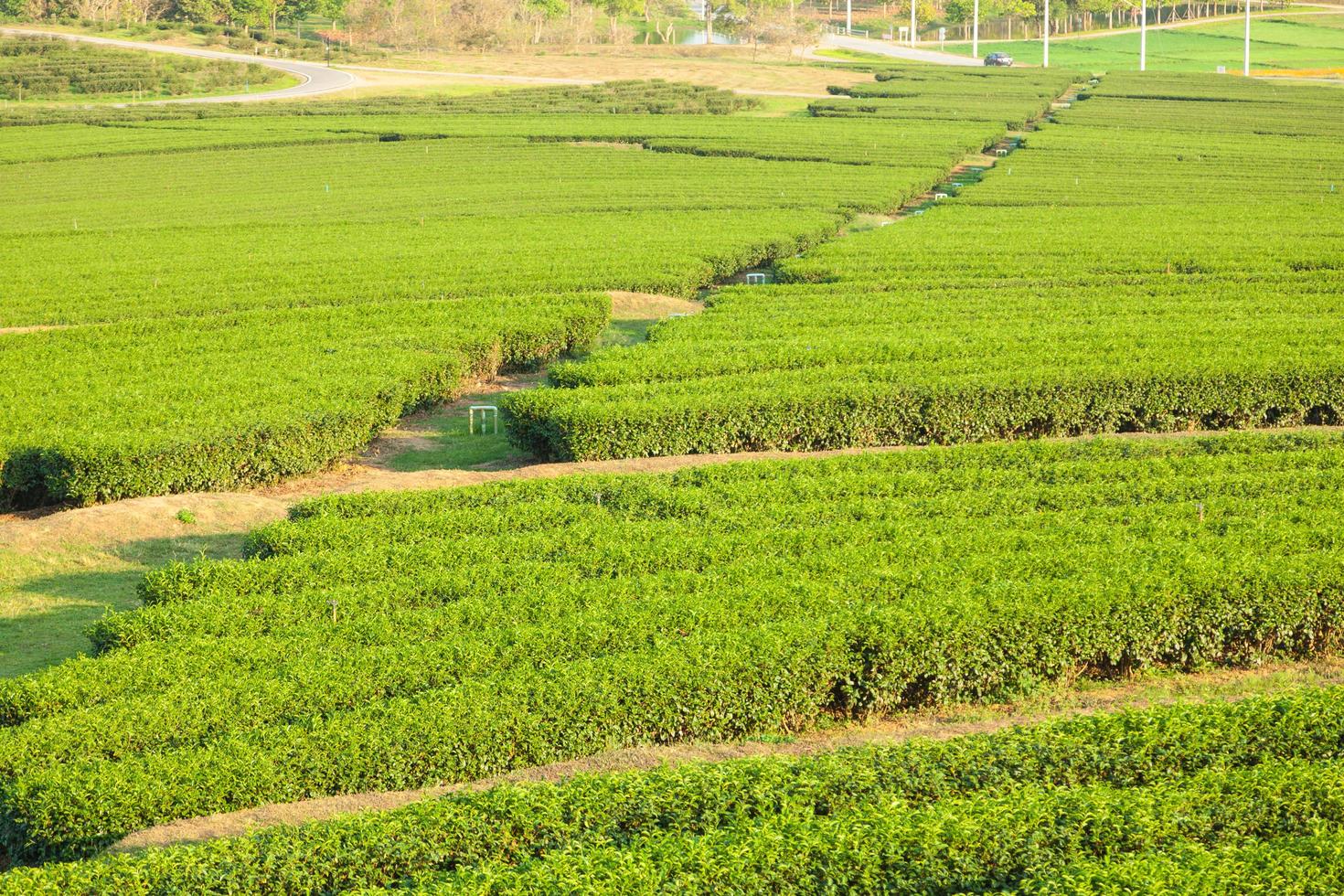 Tea farm in Thailand photo