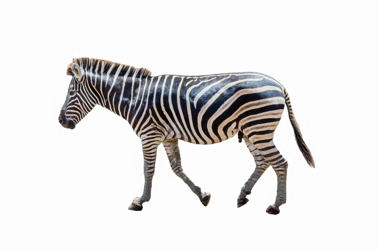 Zebra figurine on a white background photo