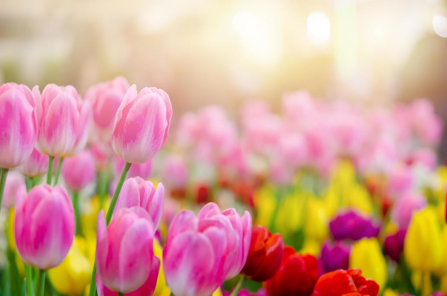 hermosas flores de tulipán rosa foto