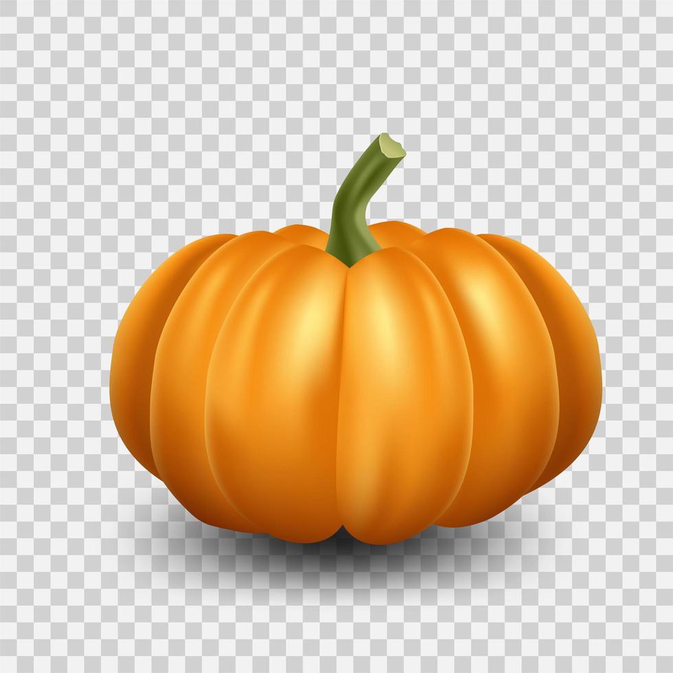 calabaza naranja realista vector