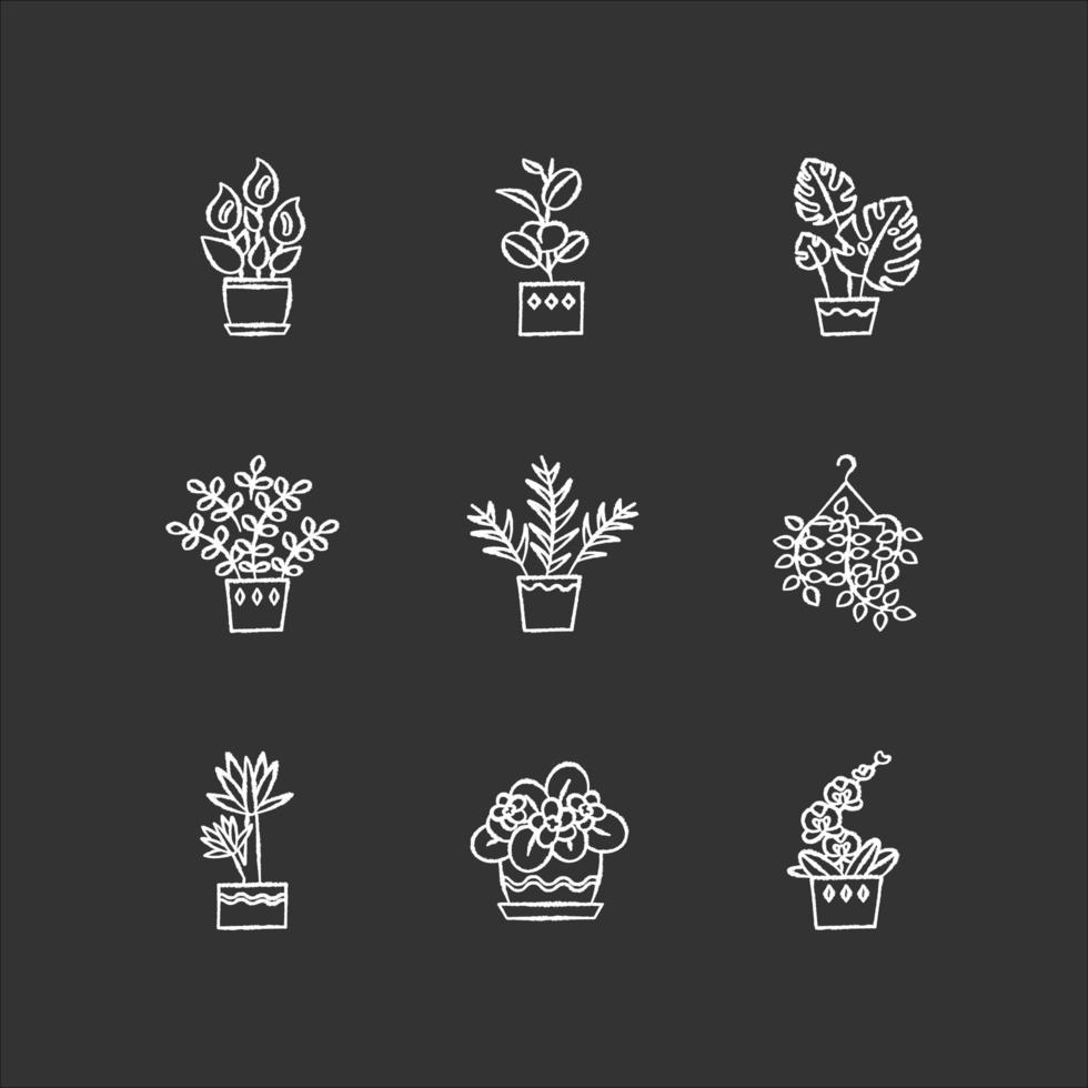 Domesticated plants chalk white icons set on black background. Houseplants. Decorative indoor plants. African violet, ficus, monstera. Peace lily, pothos. Isolated vector chalkboard illustrations