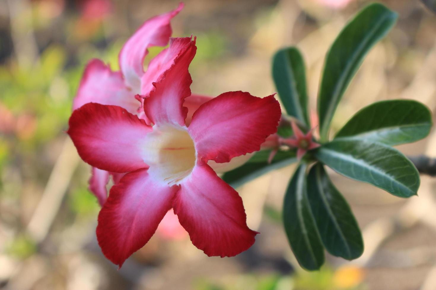 Pink azalea flowers photo