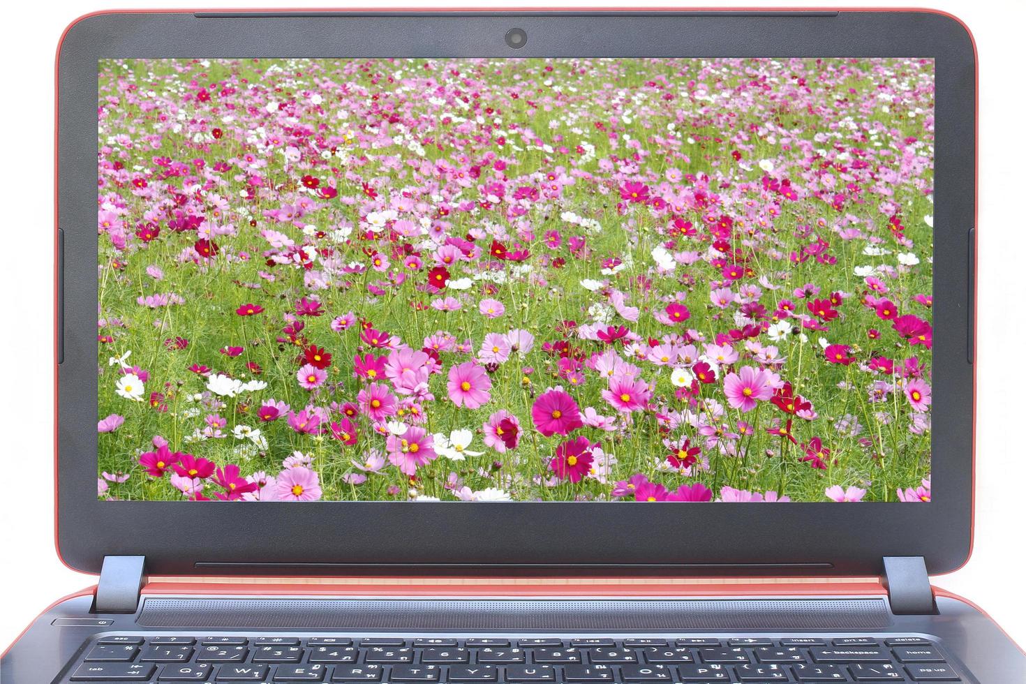 Flowers on laptop screen photo