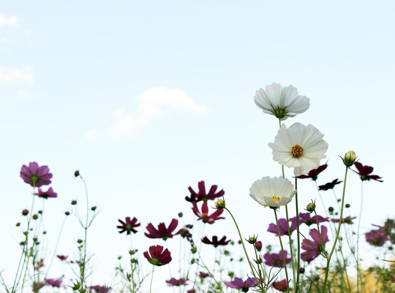 flores contra el cielo azul foto