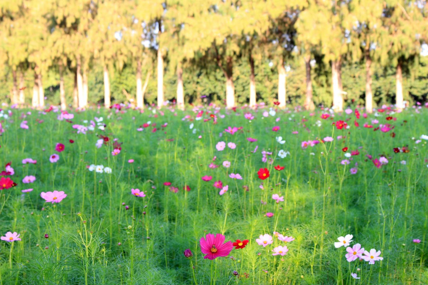 Flowers and trees photo