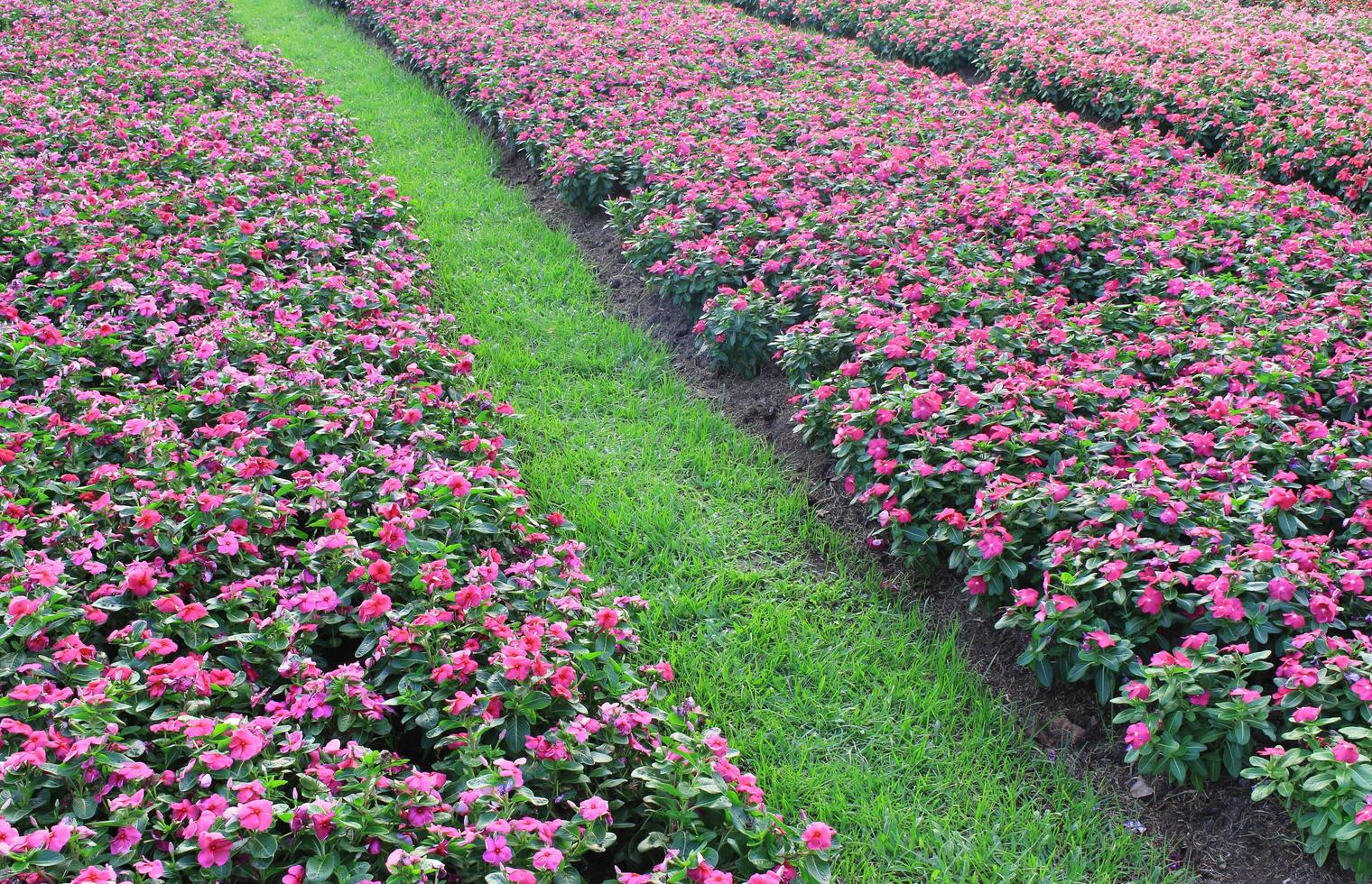 Field of pink flowers photo