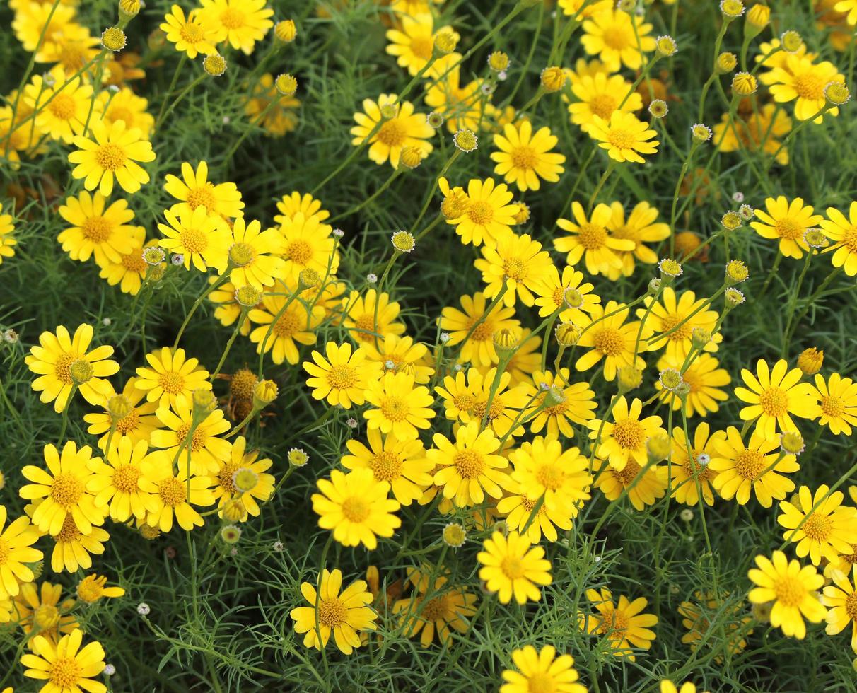 Yellow cosmos flowers photo