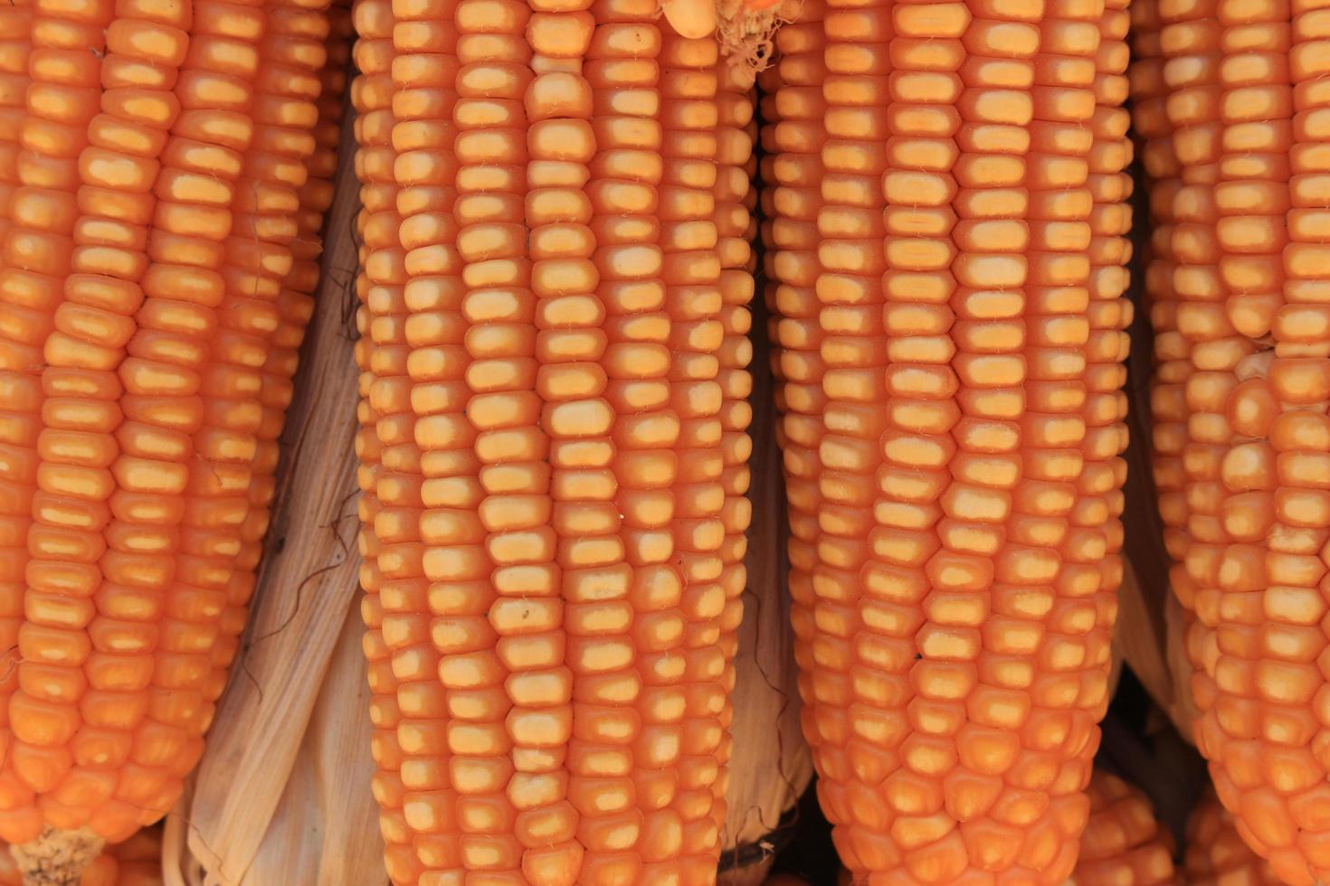 Yellow dried corn photo