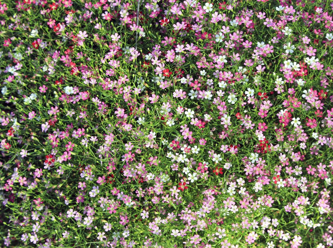 vista superior de flores de gypsophila foto