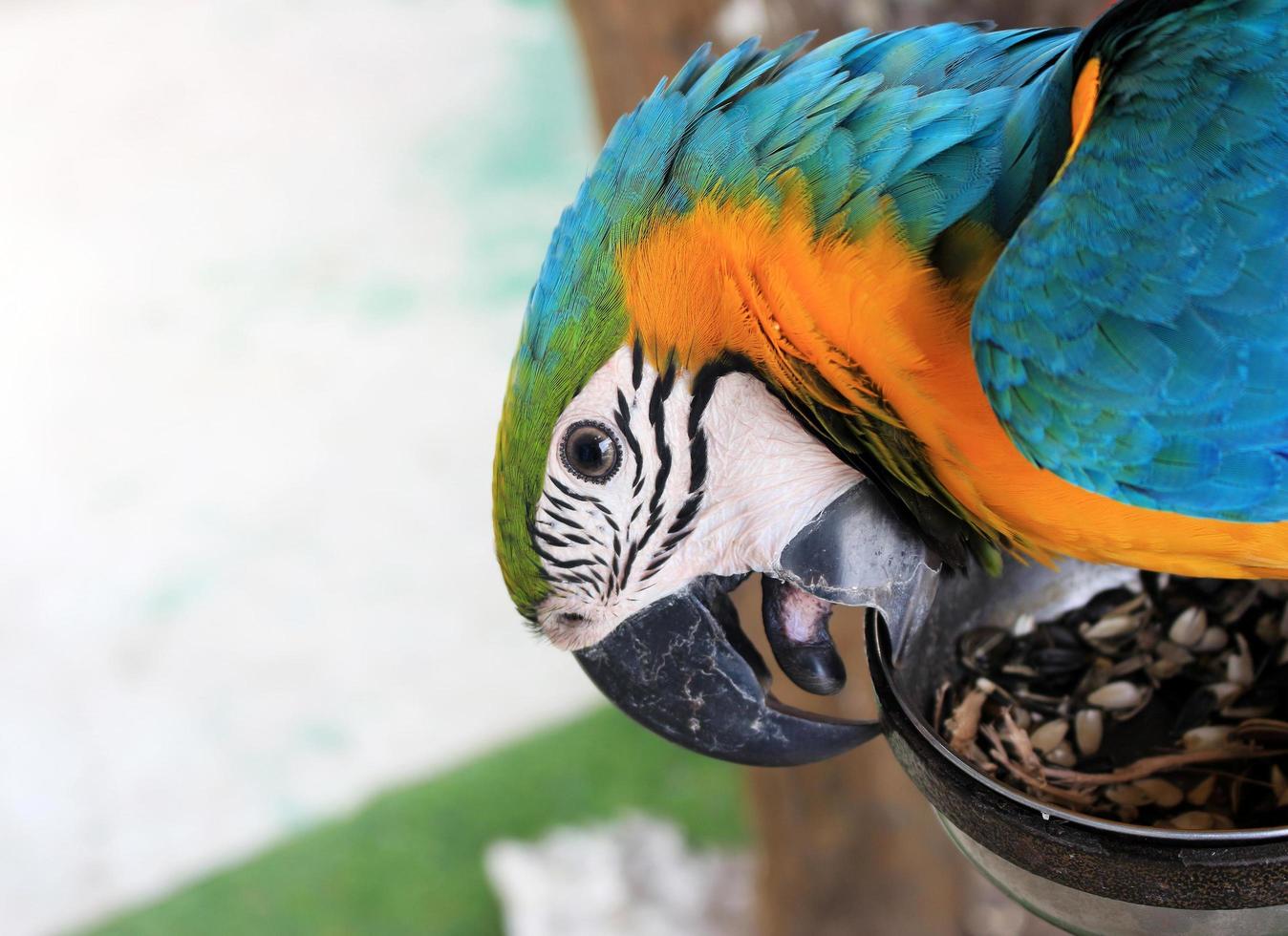 loro guacamayo dorado foto