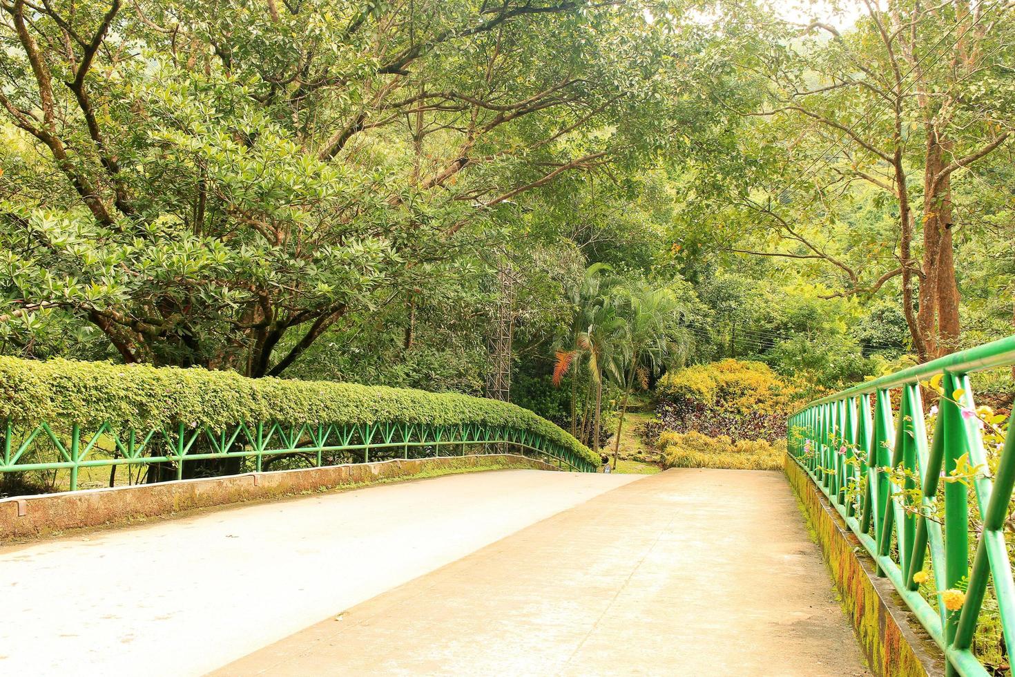 puente peatonal rodeado de árboles foto