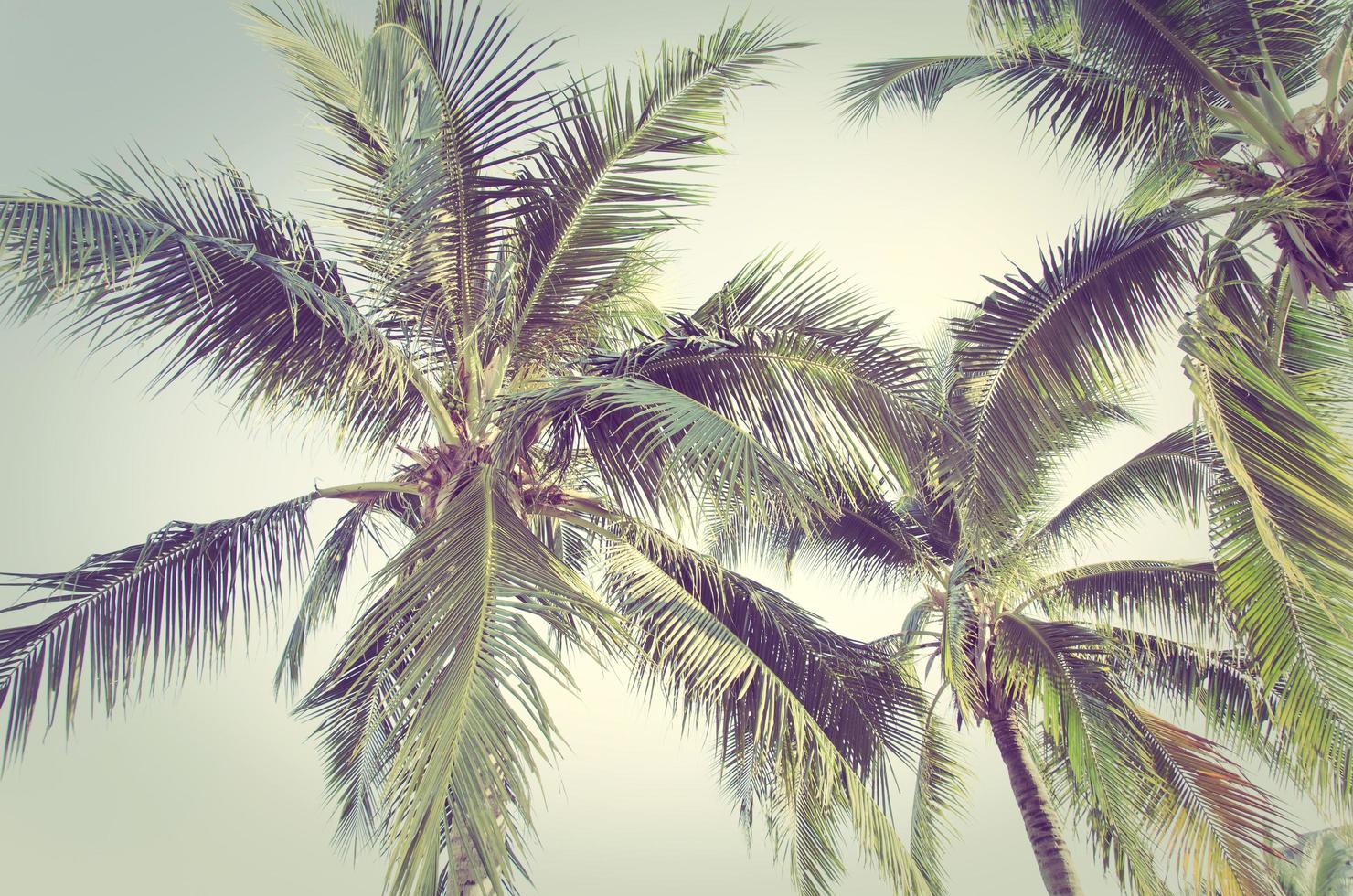 Palm trees with vintage edit photo