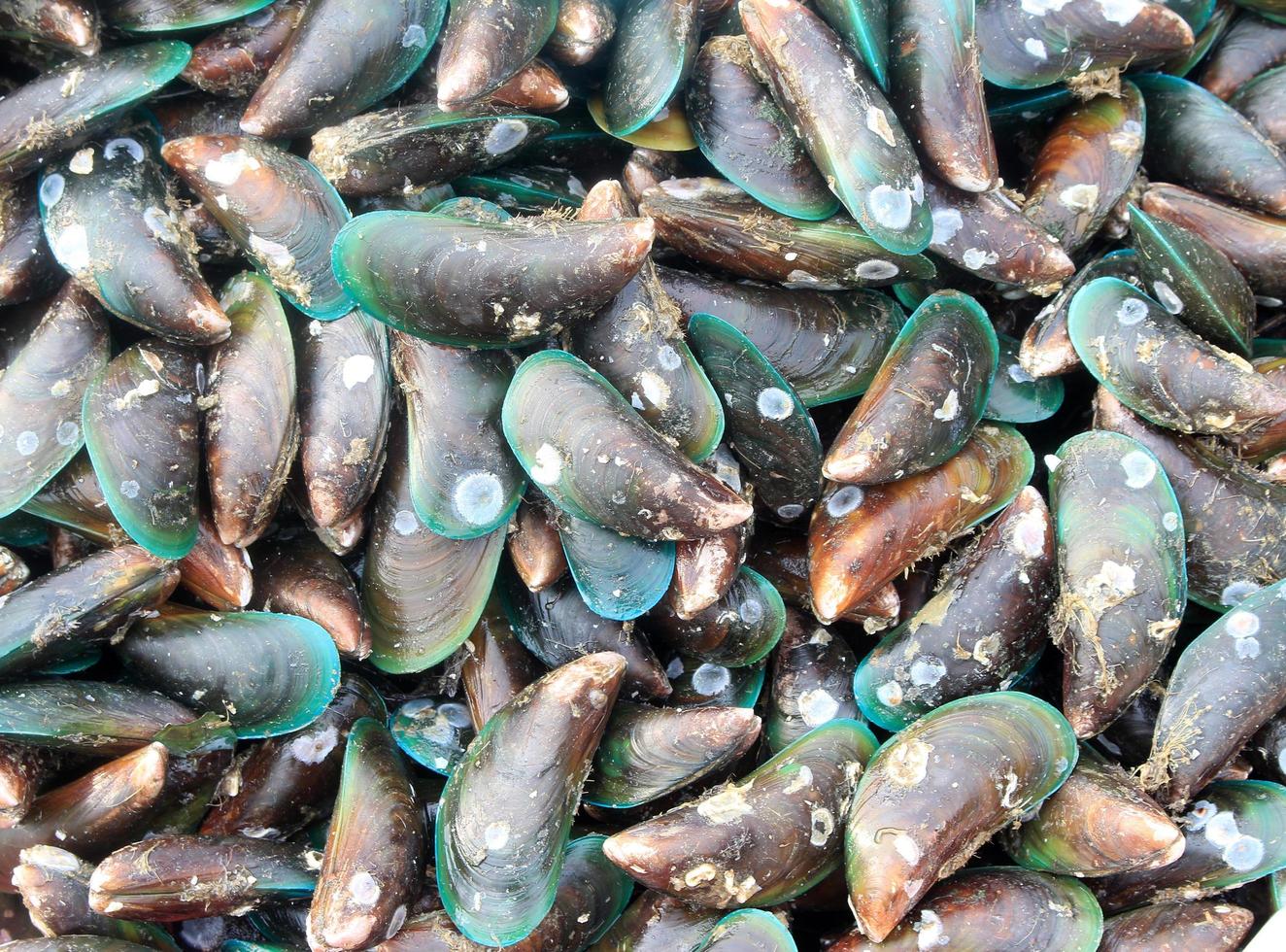 Group of mussels photo