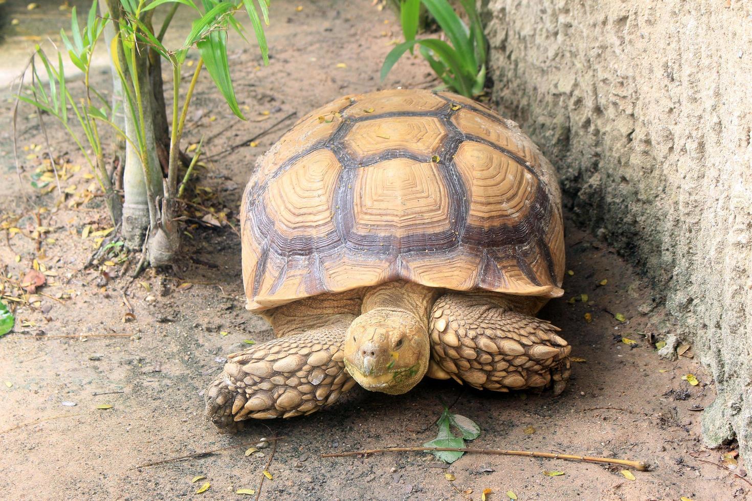 Turtle on ground photo