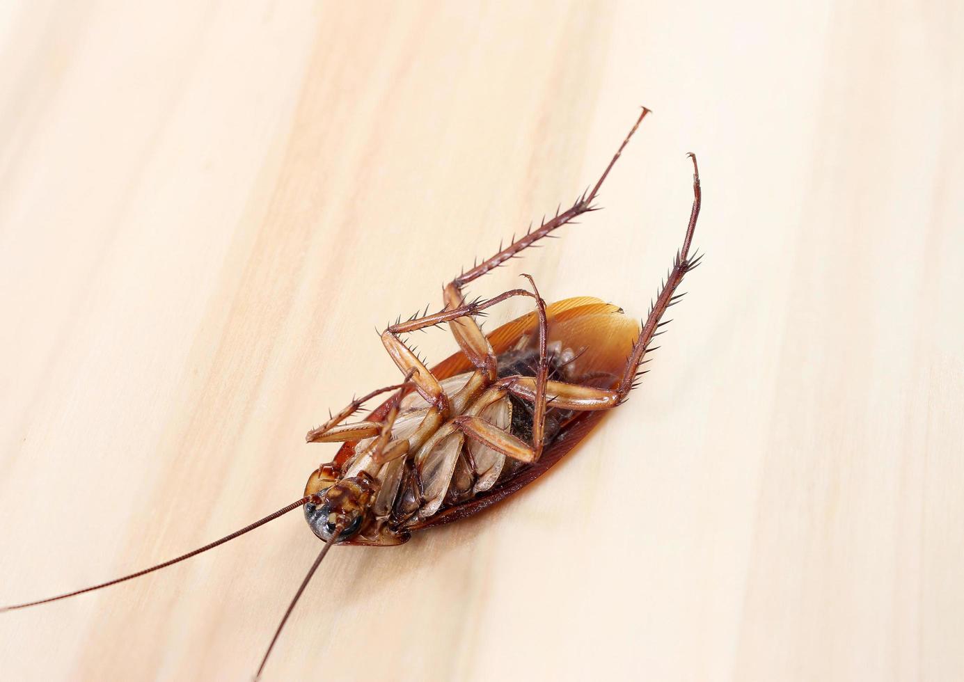 Dead cockroach on back photo