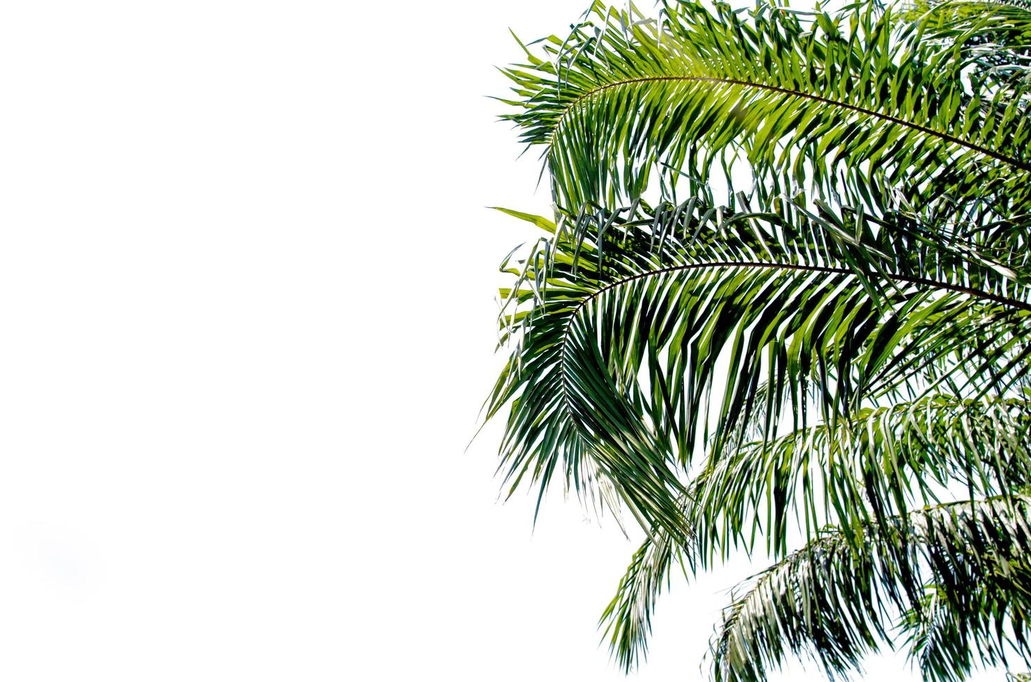 Palm tree on white background photo