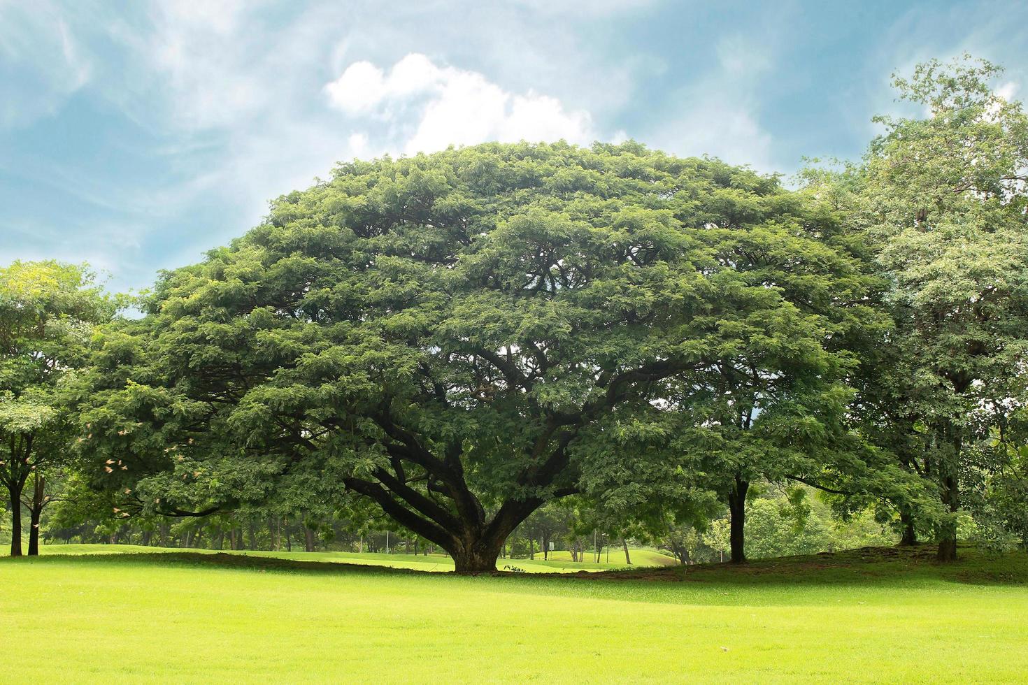 Large tree during the day photo