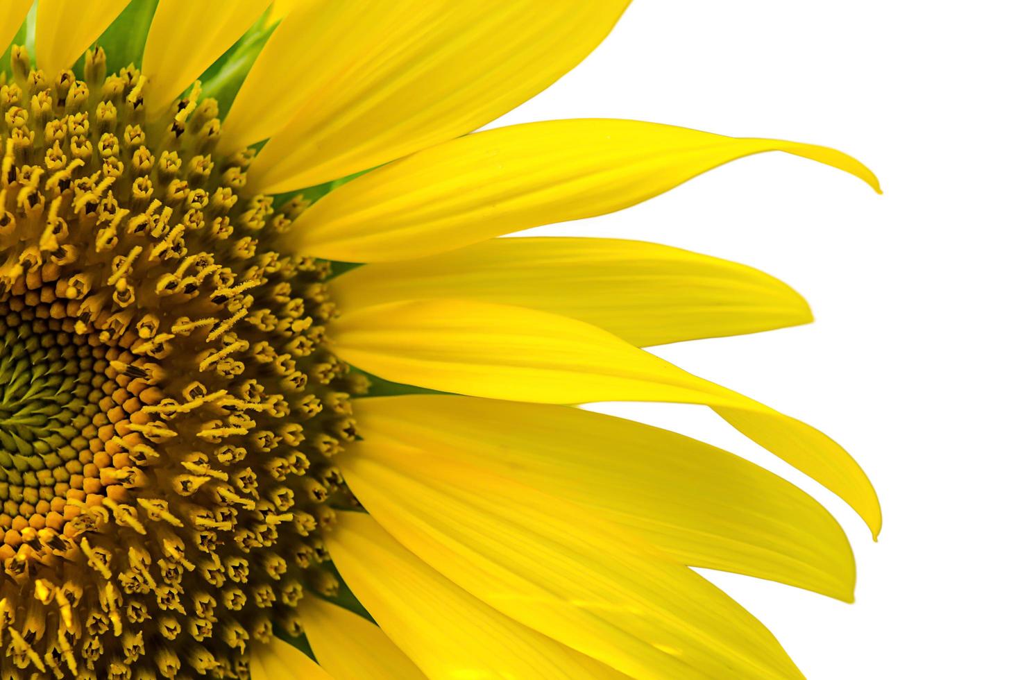 Sunflower on a white background photo