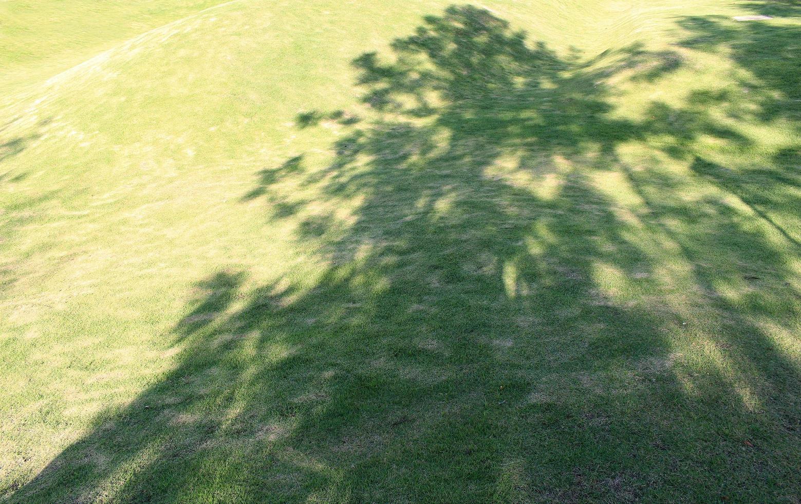 Tree shadow on grass photo