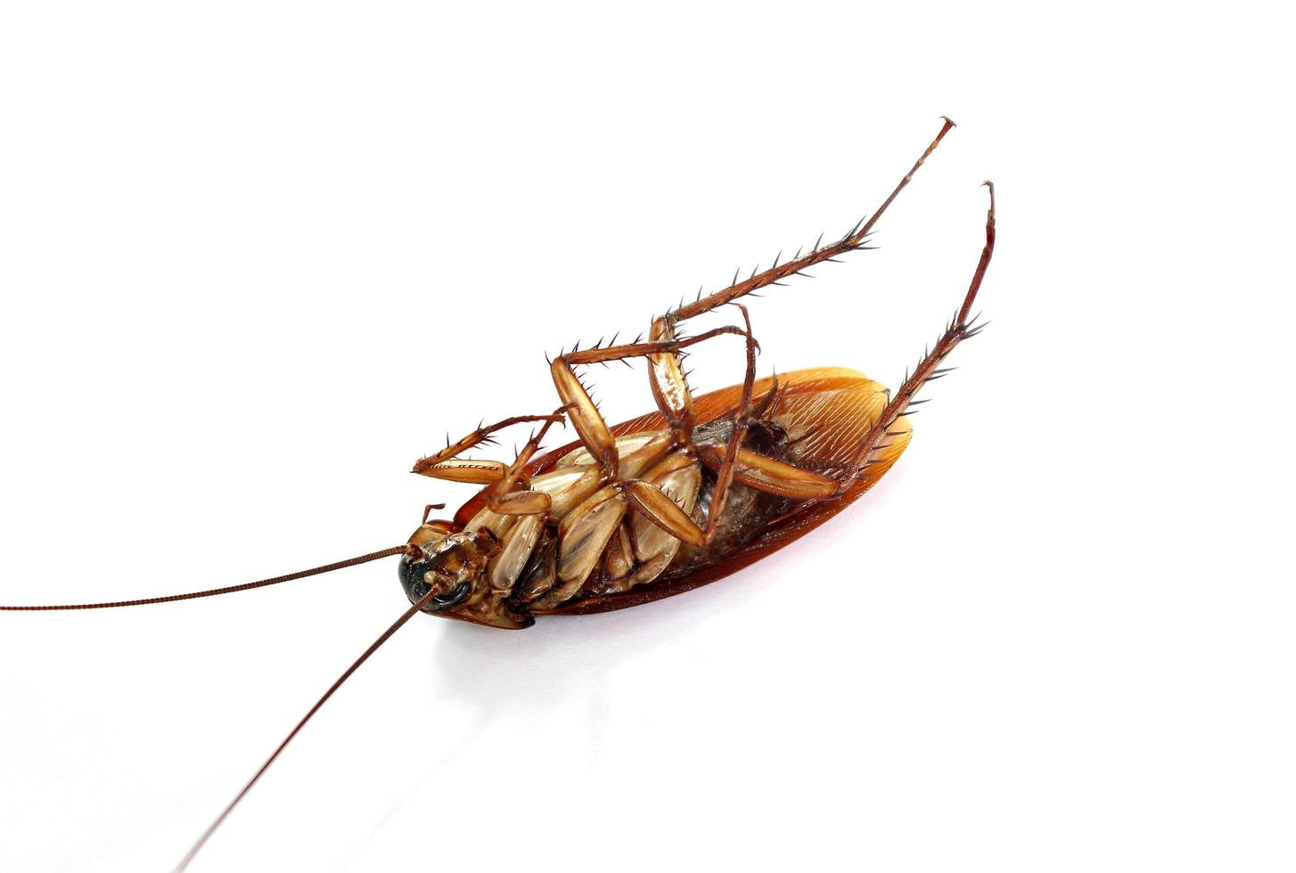 Dead cockroach isolated on a white background. photo