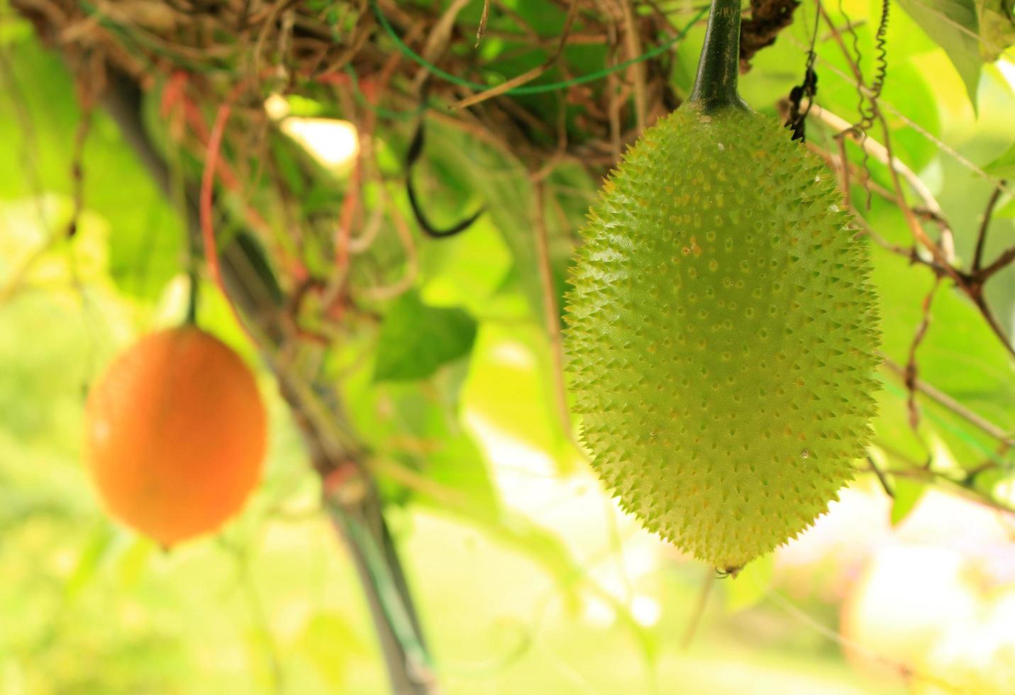 Sweet gourds on tree photo