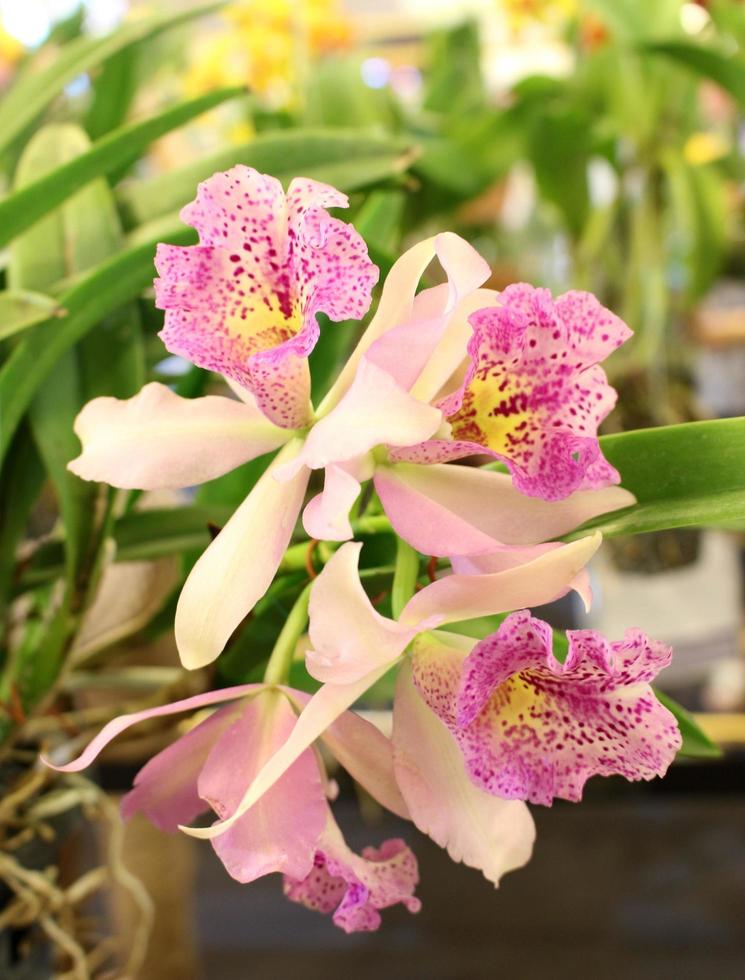 Pink and white orchids photo