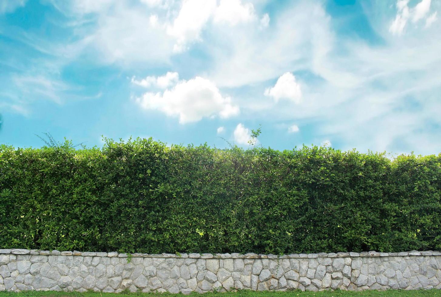 Brick wall and green hedge photo