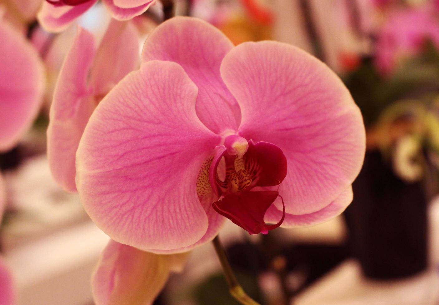 orquídea rosa y morada foto
