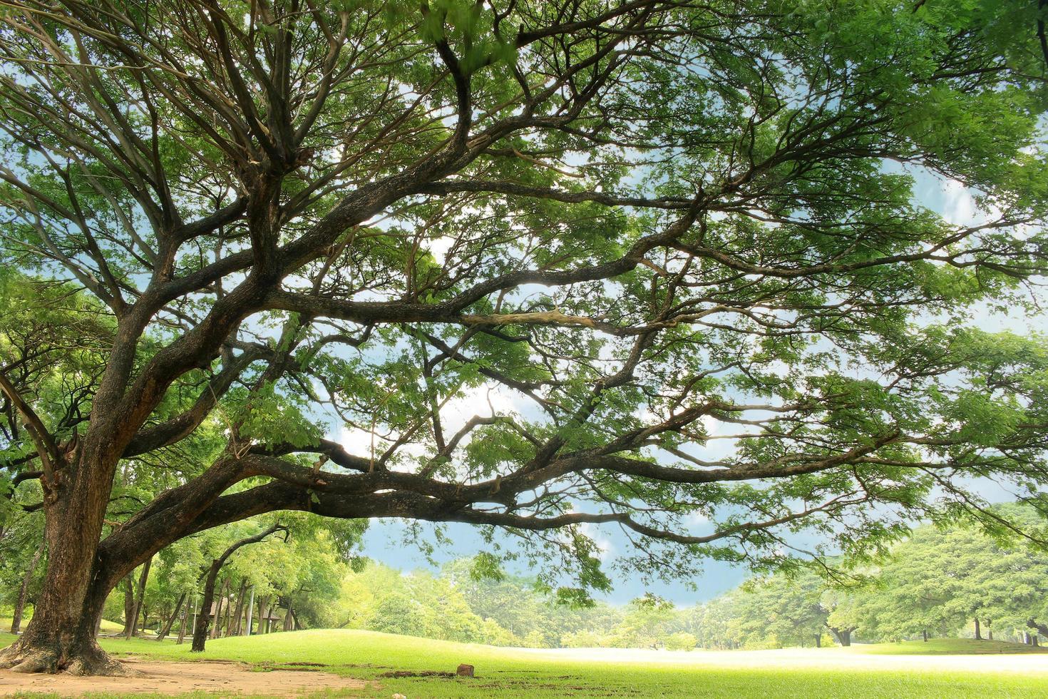 Large tree in park photo