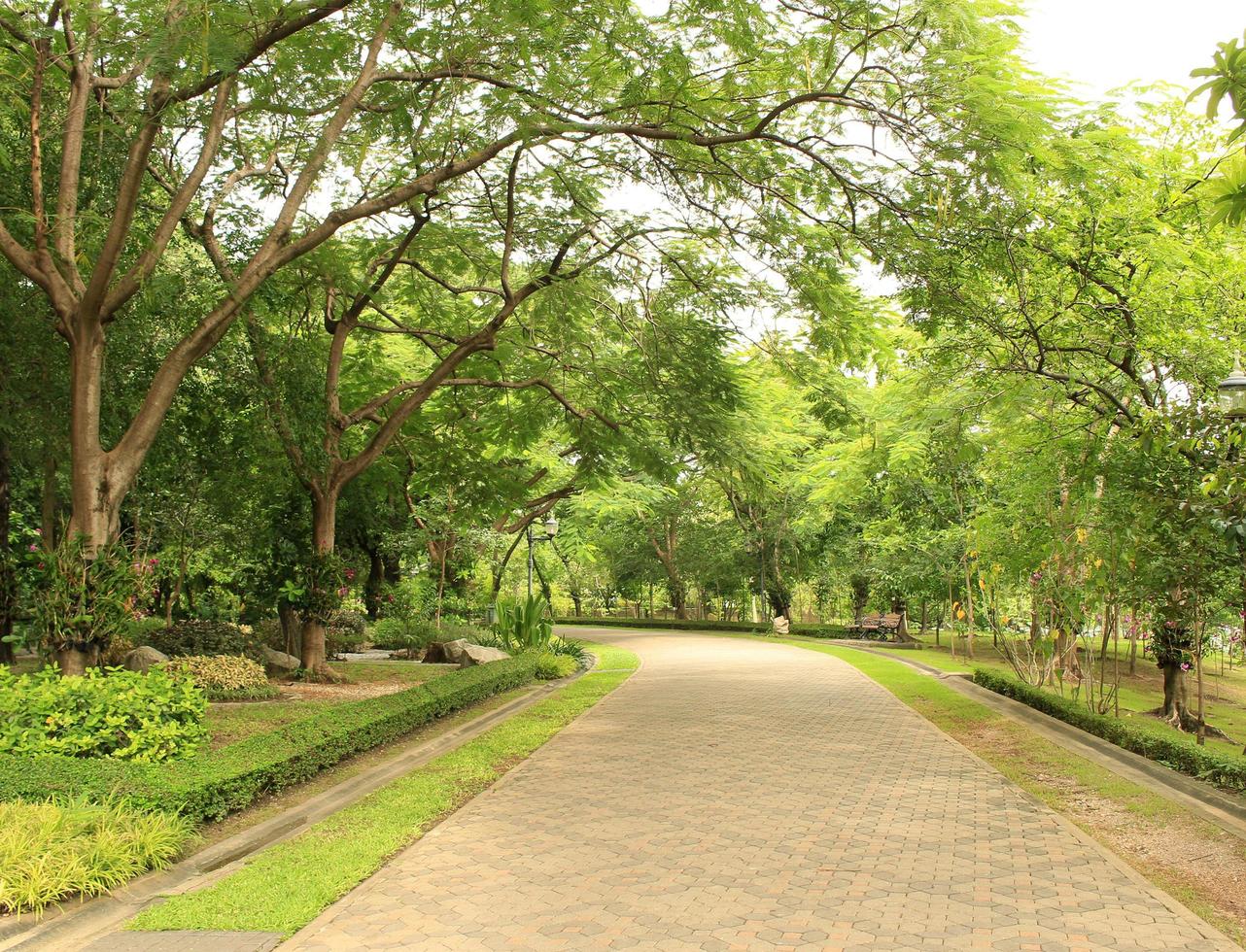 Pathway in park photo