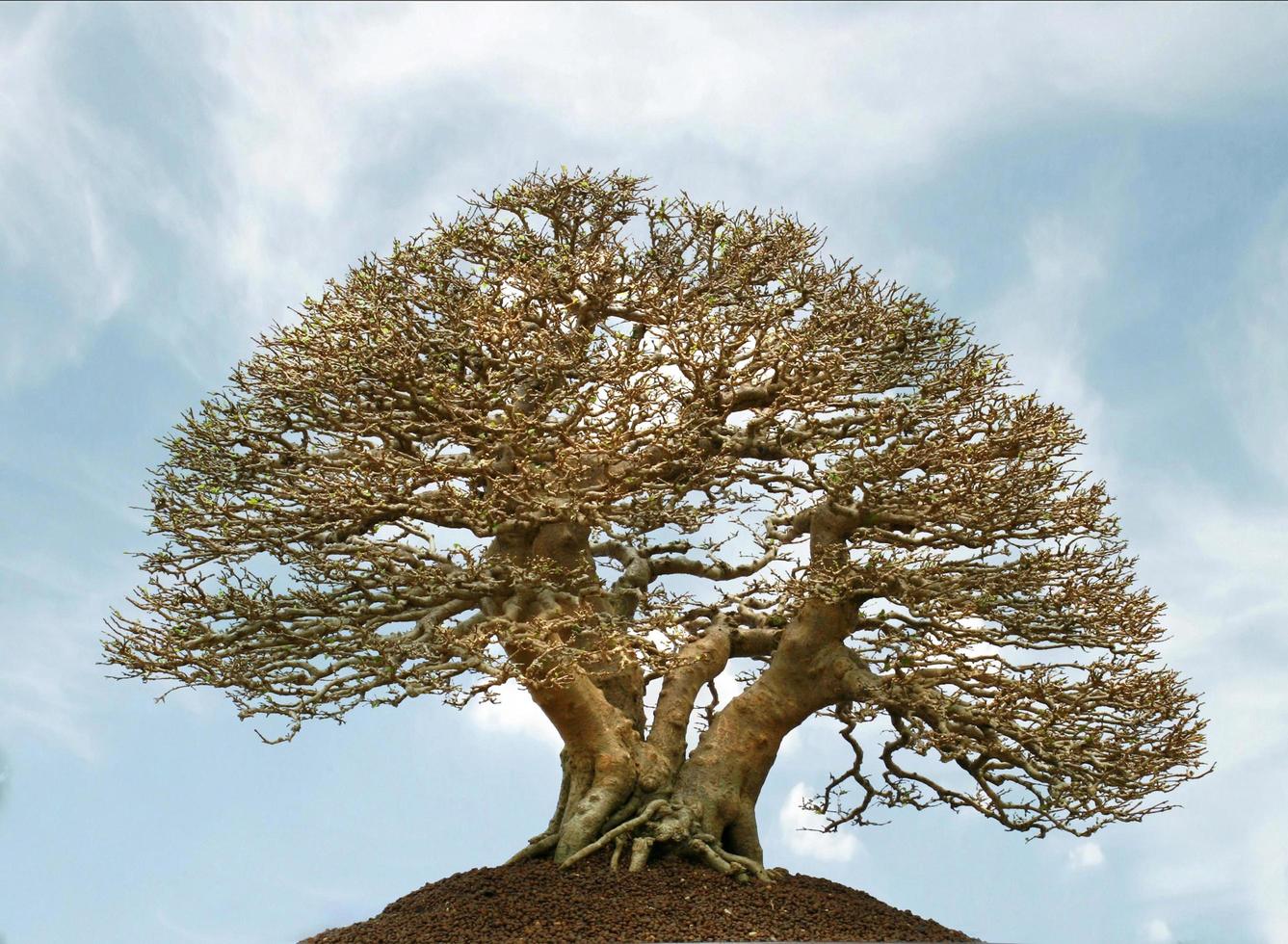 árbol contra el cielo azul foto