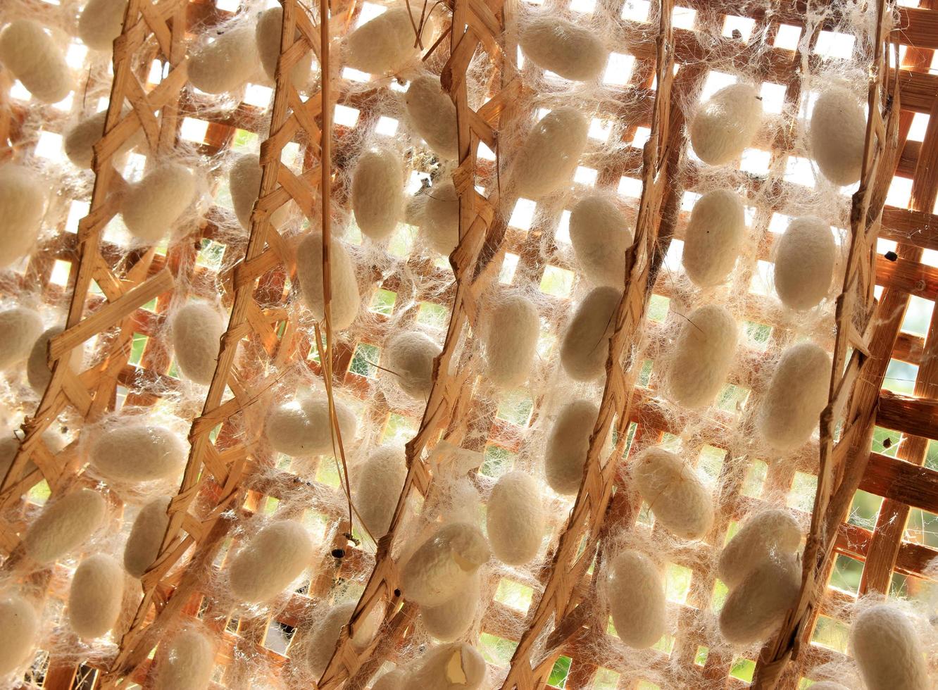Silk worm cocoons photo