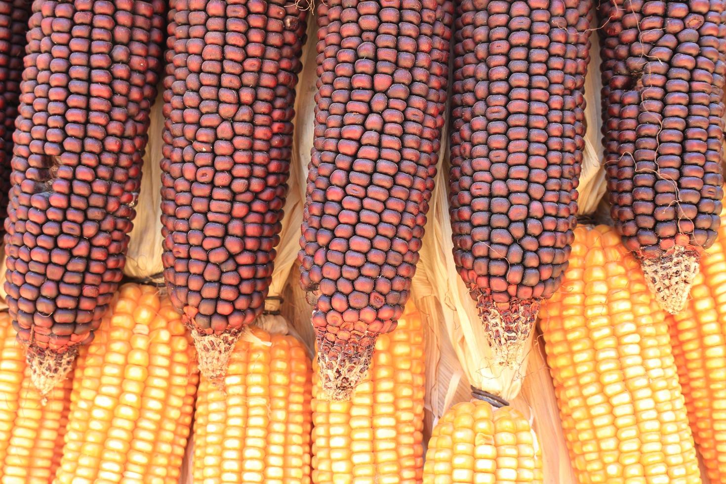 Red and yellow corn photo