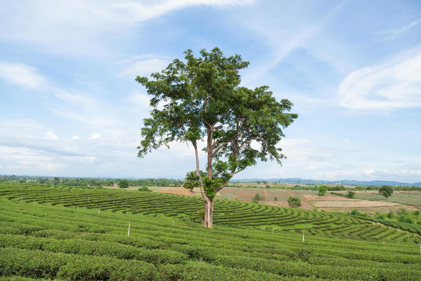 Tree on a tea farm photo