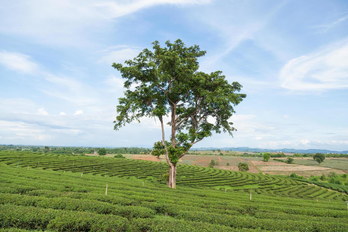 árbol en una granja de té foto