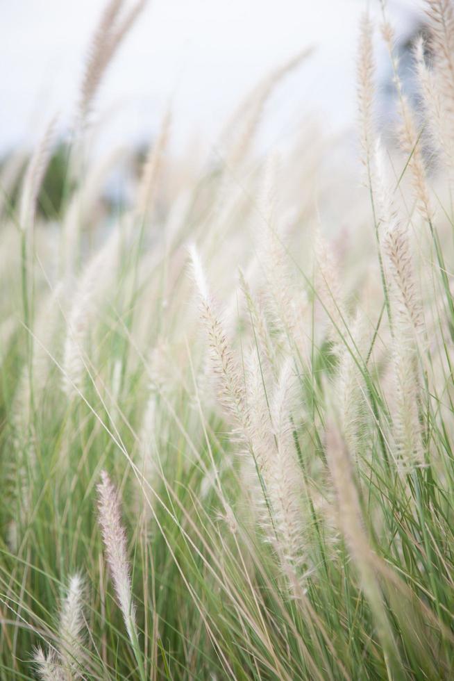 Flowers of grass photo