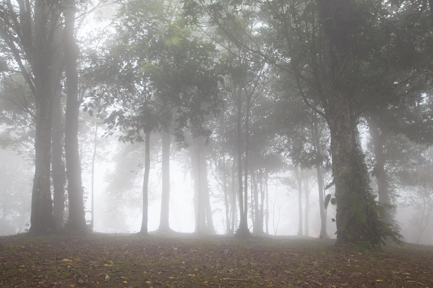 Fog in the forest photo