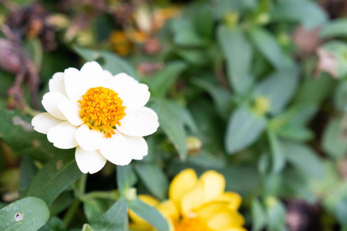 Daisy flower blooming photo