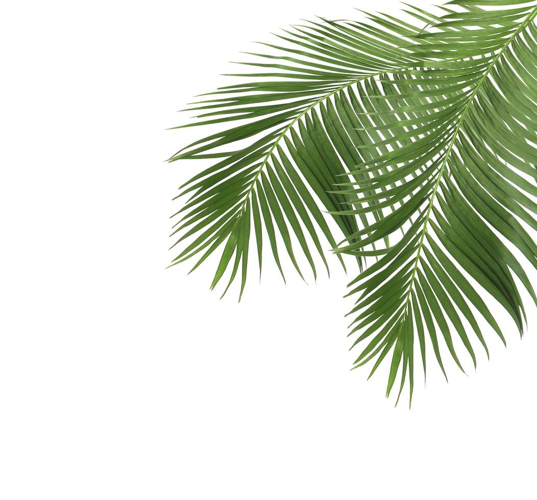 Coconut branches and copy space photo