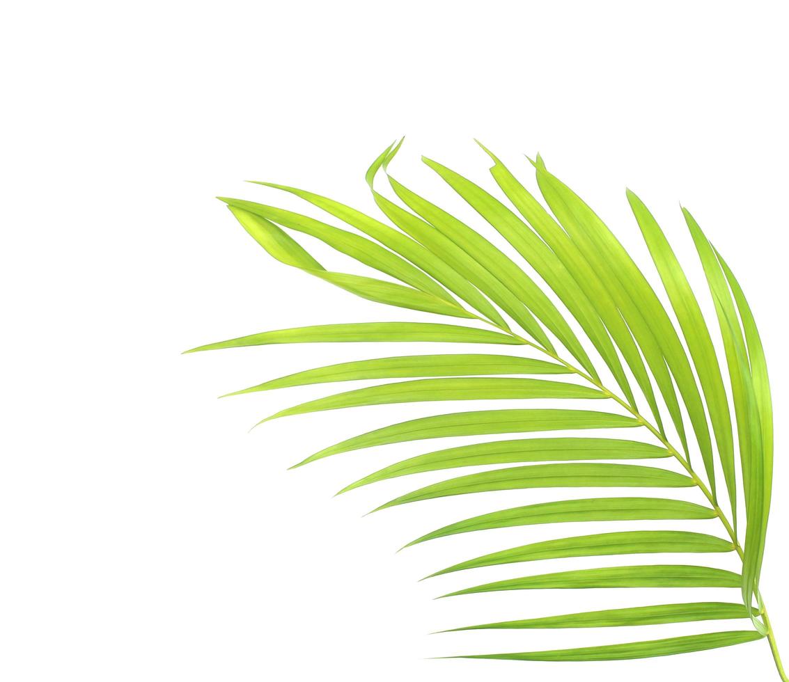 Green palm leaf with copy space on white photo