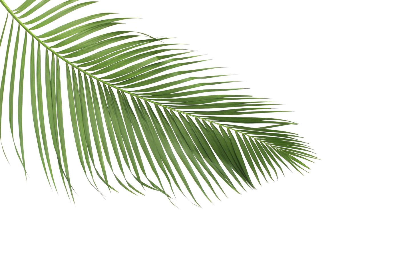 Green summer palm leaves photo