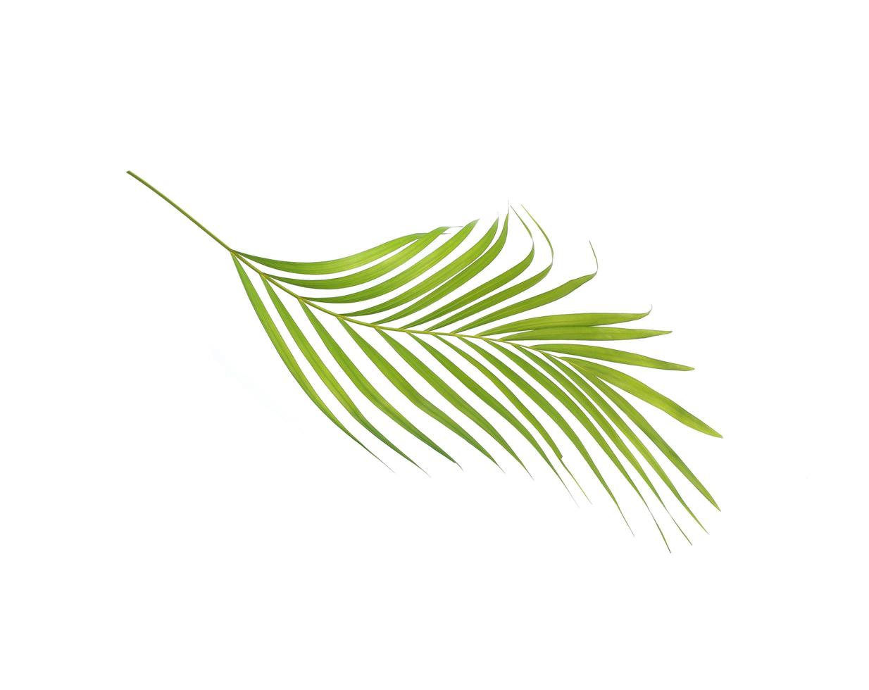 Curved tropical palm leaf on white photo