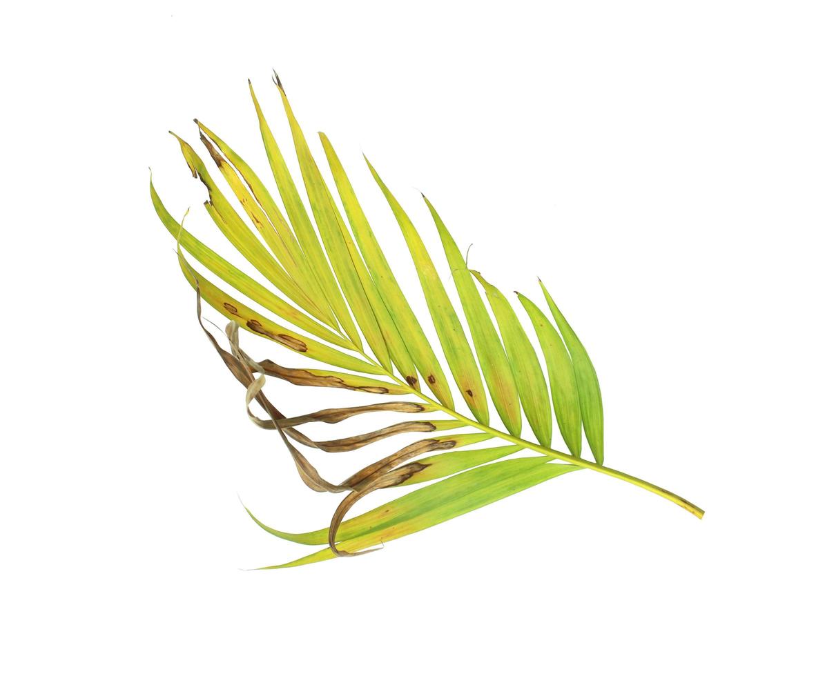 Browning palm leaf photo