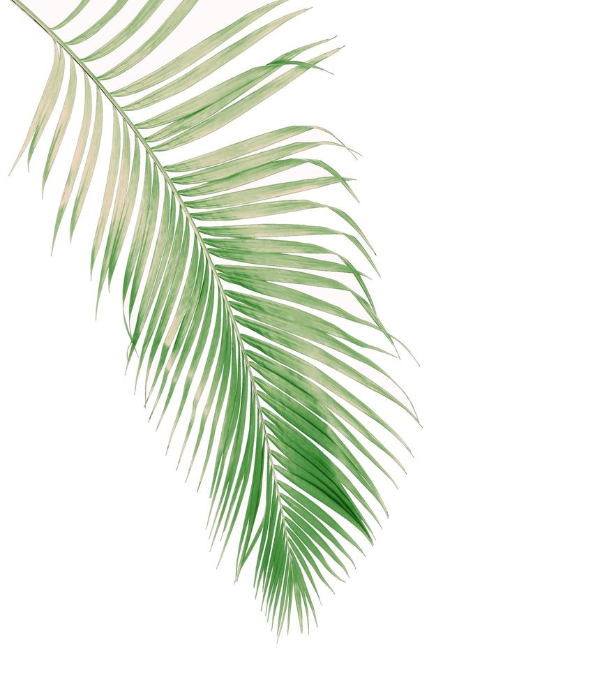Faded green coconut leaf photo